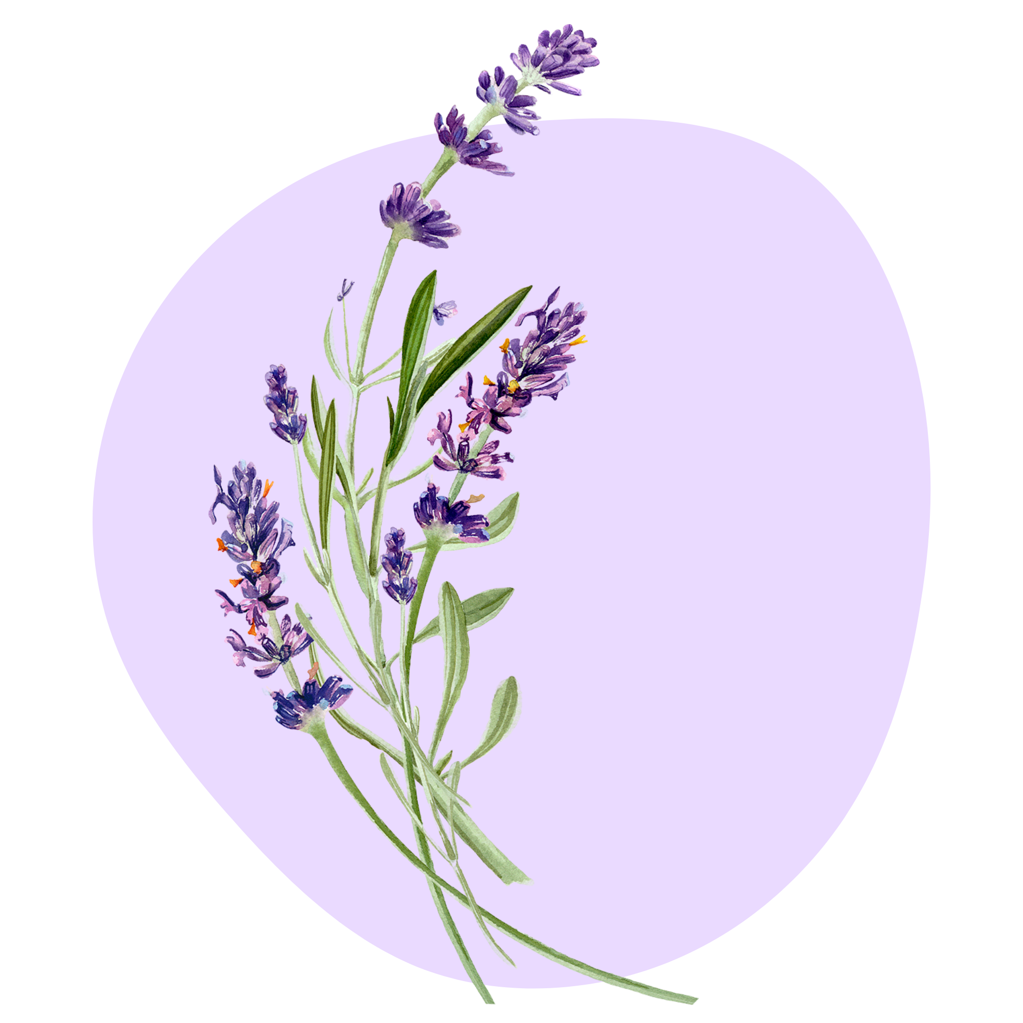 Textil falmatrica Levendula
